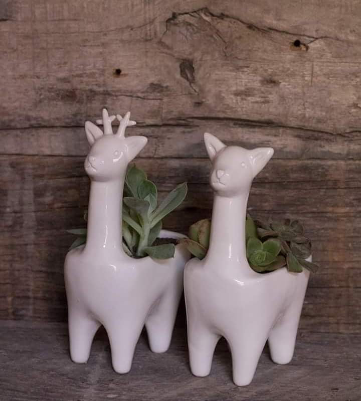 Deer